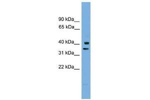 PNRC1 antibody used at 0. (PNRC1 antibody  (Middle Region))