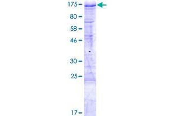 BBX Protein (AA 1-911) (GST tag)