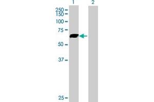 Western Blot analysis of SLC7A1 expression in transfected 293T cell line by SLC7A1 MaxPab polyclonal antibody.