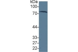 Western blot analysis of Human Serum, using Human TRF Antibody (3 µg/ml) and HRP-conjugated Goat Anti-Mouse antibody (