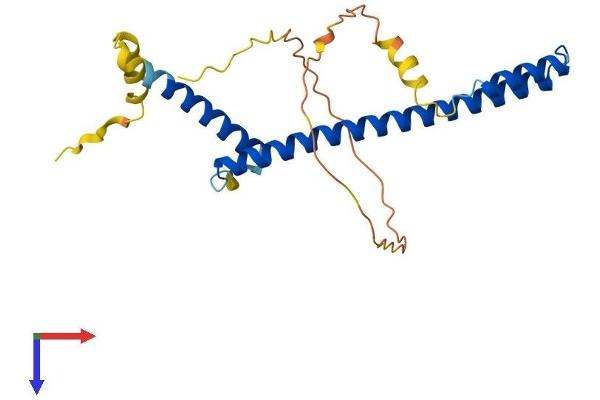 HES6 Protein (AA 1-224) (His tag)