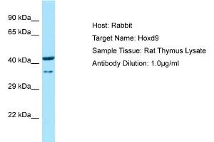 WB Suggested Anti-Hoxd9 Antibody   Titration: 1. (HOXD9 antibody  (N-Term))