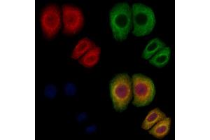 ABIN7093944 and ABIN7097988 staining Hela cells by IF/ICC.