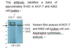 Image no. 1 for anti-Asparagine Synthetase (ASNS) antibody (ABIN790829) (Asparagine Synthetase antibody)