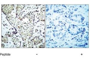 Image no. 1 for anti-Mitogen-Activated Protein Kinase Kinase 6 (MAP2K6) (AA 205-209) antibody (ABIN197354)