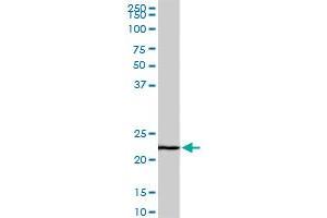 EFHD1 monoclonal antibody (M08A), clone 1F5. (EFHD1 antibody  (AA 168-238))