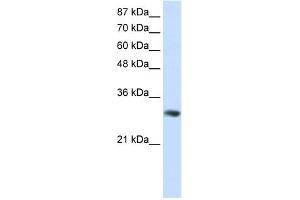 WB Suggested Anti-GNB2L1 Antibody Titration:  0. (GNB2L1 antibody  (C-Term))