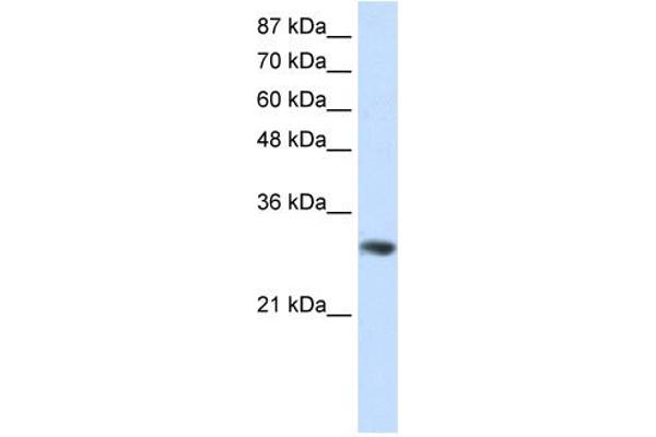 GNB2L1 antibody  (C-Term)