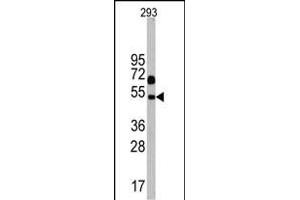 Western blot analysis of Nptx1 Antibody (C-term) in 293 cell line lysates (35 μg/lane).