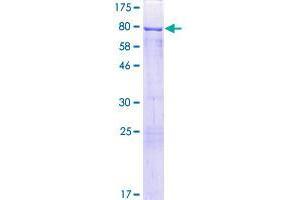 CRNN Protein (AA 1-495) (GST tag)