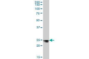 MESDC2 MaxPab polyclonal antibody. (MESDC2 antibody  (AA 1-234))