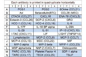 Image no. 1 for Human Chemokine Array Q1 (ABIN625717)