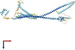 AlphaFold protein structure predicition of Human Recombinant HAUS5 Protein, UniprotID O94927 (HAUS5 Protein (AA 1-633) (His tag))