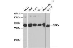 Western blot analysis of extracts of various cell lines using GINS4 Polyclonal Antibody at dilution of 1:1000. (GINS4 antibody)