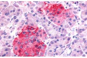 Anti-SSTR1 antibody  ABIN1049357 IHC staining of human pancreas, islets of Langerhans.