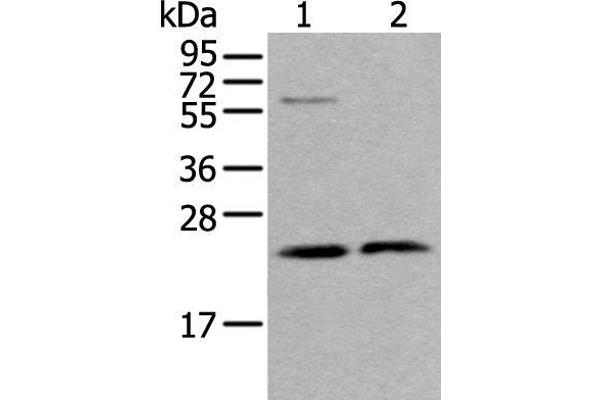 ABHD14B anticorps