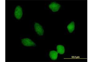 Immunofluorescence of purified MaxPab antibody to PRMT7 on HeLa cell. (PRMT7 antibody  (AA 1-692))
