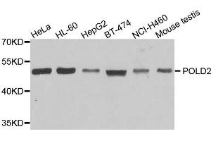 Western blot analysis of extracts of various cells, using POLD2 antibody. (POLD2 antibody)