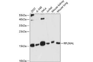 Western blot analysis of extracts of various cell lines, using RPL36AL antibody (ABIN7270007) at 1:1000 dilution. (RPL36AL antibody  (AA 1-106))