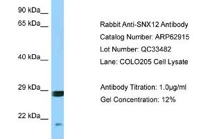 Western Blotting (WB) image for anti-Sorting Nexin 12 (SNX12) (Middle Region) antibody (ABIN2789294)