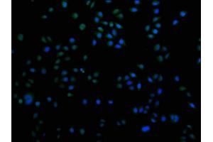 Immunofluorescence staining of Hela cells with ABIN7155485 at 1:100, counter-stained with DAPI. (SUV420H2/KMT5C antibody  (AA 235-345))