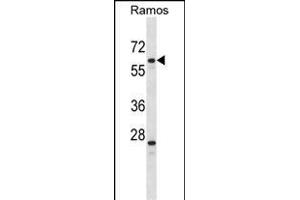 PLRG1 Antibody (N-term) (ABIN1539100 and ABIN2848482) western blot analysis in Ramos cell line lysates (35 μg/lane). (PLRG1 antibody  (N-Term))