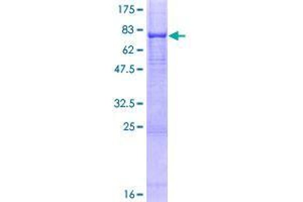 DPP7 Protein (AA 1-492) (GST tag)