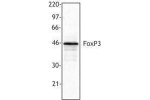 Western Blotting (WB) image for anti-Forkhead Box P3 (FOXP3) antibody (ABIN2664980) (FOXP3 antibody)