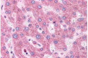 Human Liver: Formalin-Fixed, Paraffin-Embedded (FFPE) (HNF1A antibody  (AA 179-228))