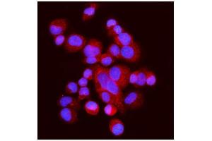 IF analysis of FABP-1/GOT2 using anti-FABP-1/GOT2 antibody (ABIN7601426). (GOT2 antibody  (AA 35-430))