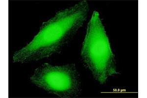 Immunofluorescence of purified MaxPab antibody to COPS7B on HeLa cell. (COPS7B antibody  (AA 1-264))