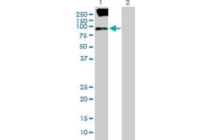 Western Blot analysis of SV2B expression in transfected 293T cell line by SV2B MaxPab polyclonal antibody. (SV2B antibody  (AA 1-683))
