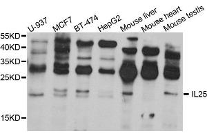 Western blot analysis of extract of various cells, using IL25 antibody. (IL-25 antibody)