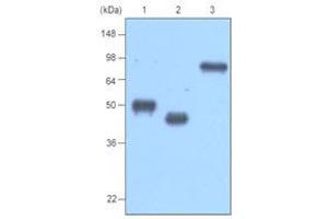 Western Blotting (WB) image for anti-MBP Tag antibody (ABIN317541) (MBP Tag antibody)