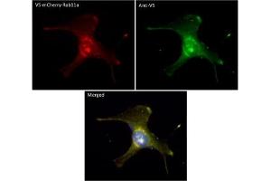 Immunofluorescence (IF) image for anti-V5 Epitope Tag antibody (ABIN6254253) (V5 Epitope Tag antibody)