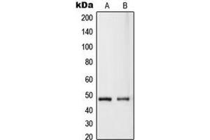Western blot analysis of RASSF8 expression in HeLa (A), MCF7 (B) whole cell lysates. (RASSF8 antibody  (Center))
