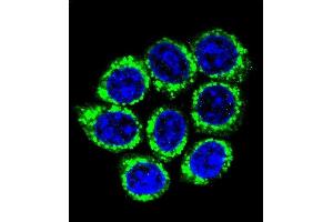 Confocal immunofluorescent analysis of GOG8A Antibody (N-term) (ABIN655146 and ABIN2844767) with 293 cell followed by Alexa Fluor 488-conjugated goat anti-rabbit lgG (green). (GOLGA8A antibody  (N-Term))