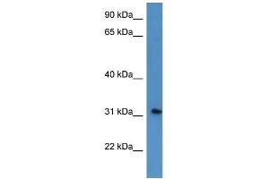 WB Suggested Anti-ROPN1L Antibody Titration: 0. (ROPN1L antibody  (N-Term))