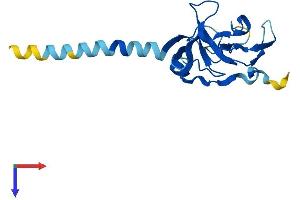 IMMP2L Protein (AA 1-175) (His tag)