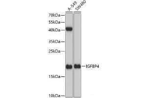 IGFBP4 antibody