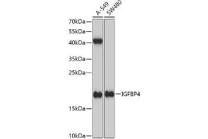 Western blot analysis of extracts of various cell lines using IGFBP4 Polyclonal Antibody at dilution of 1:1000. (IGFBP4 antibody)