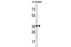 KCTD20 Antibody (C-term) (ABIN1881477 and ABIN2838989) western blot analysis in mouse brain tissue lysates (35 μg/lane). (KCTD20 antibody  (C-Term))