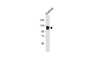 Anti-Mouse Npr1 Antibody (N-term) at 1:2000 dilution + Mouse kidney whole tissue lysate Lysates/proteins at 20 μg per lane. (NPR1 antibody  (AA 198-226))