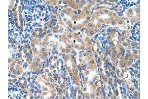 ABP1 antibody was used for immunohistochemistry at a concentration of 4-8 ug/ml. (DAO antibody  (C-Term))
