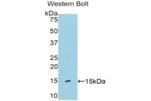 Western Blotting (WB) image for anti-Klotho beta (KLB) (AA 517-636) antibody (ABIN1176668)