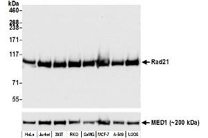 Western Blotting (WB) image for anti-RAD21 Homolog (RAD21) (C-Term) antibody (ABIN7795620) (Recombinant RAD21 antibody  (C-Term))