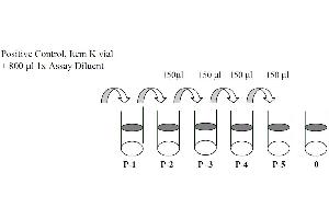 This picture shows the preparation of the positive control. (EGFR ELISA Kit)