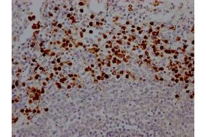IHC image of ABIN7127635 diluted at 1:100 and staining in paraffin-embedded human spleen tissue performed on a Leica BondTM system. (Recombinant Myeloperoxidase antibody)