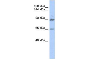 Western Blotting (WB) image for anti-G Protein-Coupled Receptor Associated Sorting Protein 2 (GPRASP2) antibody (ABIN2459546)