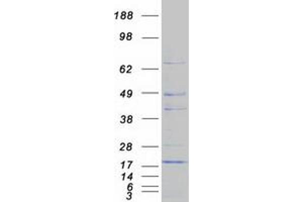 CISD1 Protein (Myc-DYKDDDDK Tag)